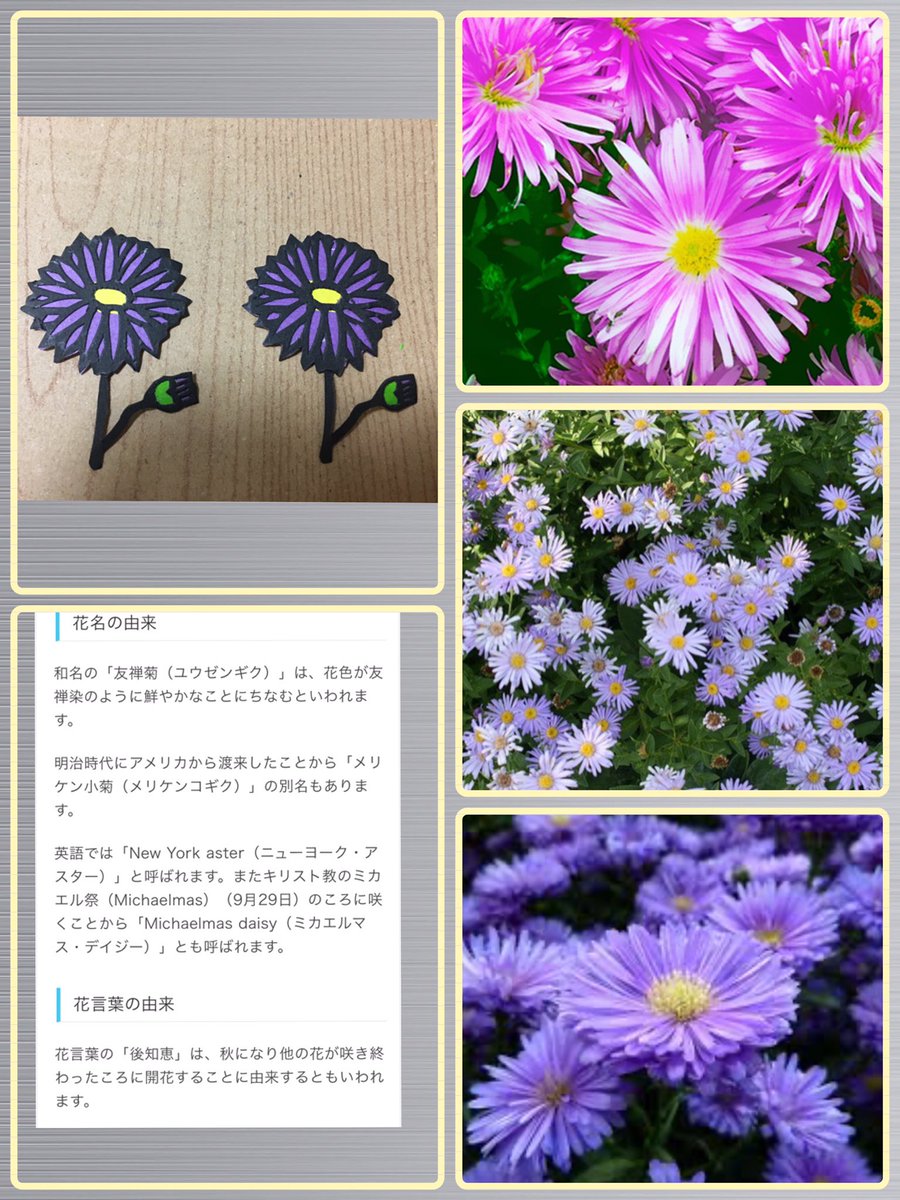 友禅菊 Twitter પર શ ધ