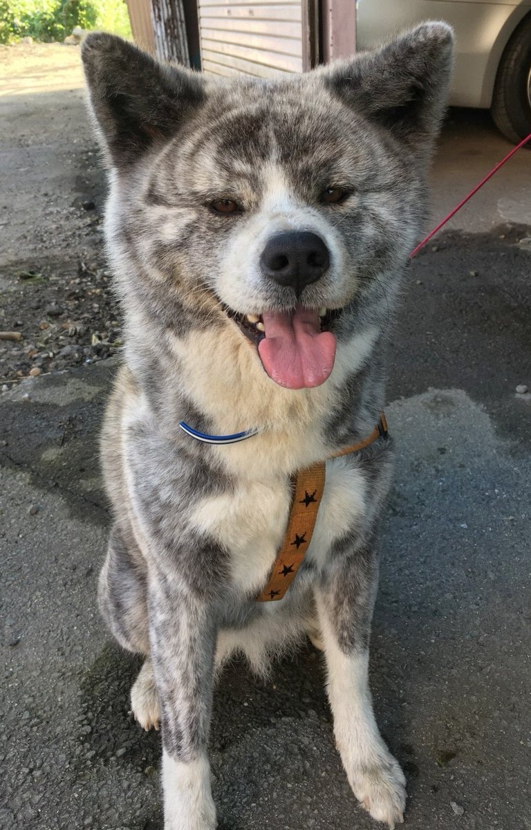 あきほ 秋田犬保存会 秋田犬会館 里親募集 虎毛の女の子 生年月日17年6月14日 飼い主さんが急病の為 現在繁殖された方の元へ戻ってきており お世話をしている状況です 無駄吠えもなく大人しくお利口さんな子です 健康状態も問題ありません