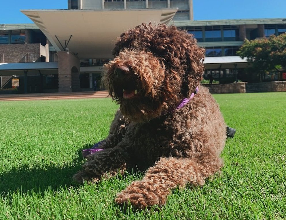 UNSW's tweet photo. Itโs #InternationalDogDay, which feels like a fitting day to showcase your furry co-workers! Use #PetsOfUNSW to show us your pawfect pals and how they're helping you work or study from home. ๐ถ https://t.co/ssYpfPb0z7