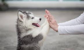 PM_Parma's tweet photo. Buongiorno #Parma! Oggi, #26Agosto, è la #giornatainternazionaledelcane. A tutti i 4 zampe (grandi o piccini, di razza o meticci, da compagnia o da lavoro) ed ai loro umani, va il ns pensiero. Che sia un giorno felice. https://t.co/cyQtlD6Urk