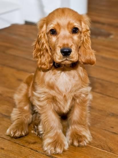 IanDempsey's tweet photo. Happy International Dog Day! 🦮🐩

According to a new survey, Ireland's most popular dog is...

The Cocker Spaniel. 👏🏻 https://t.co/LvcbWzhCXV