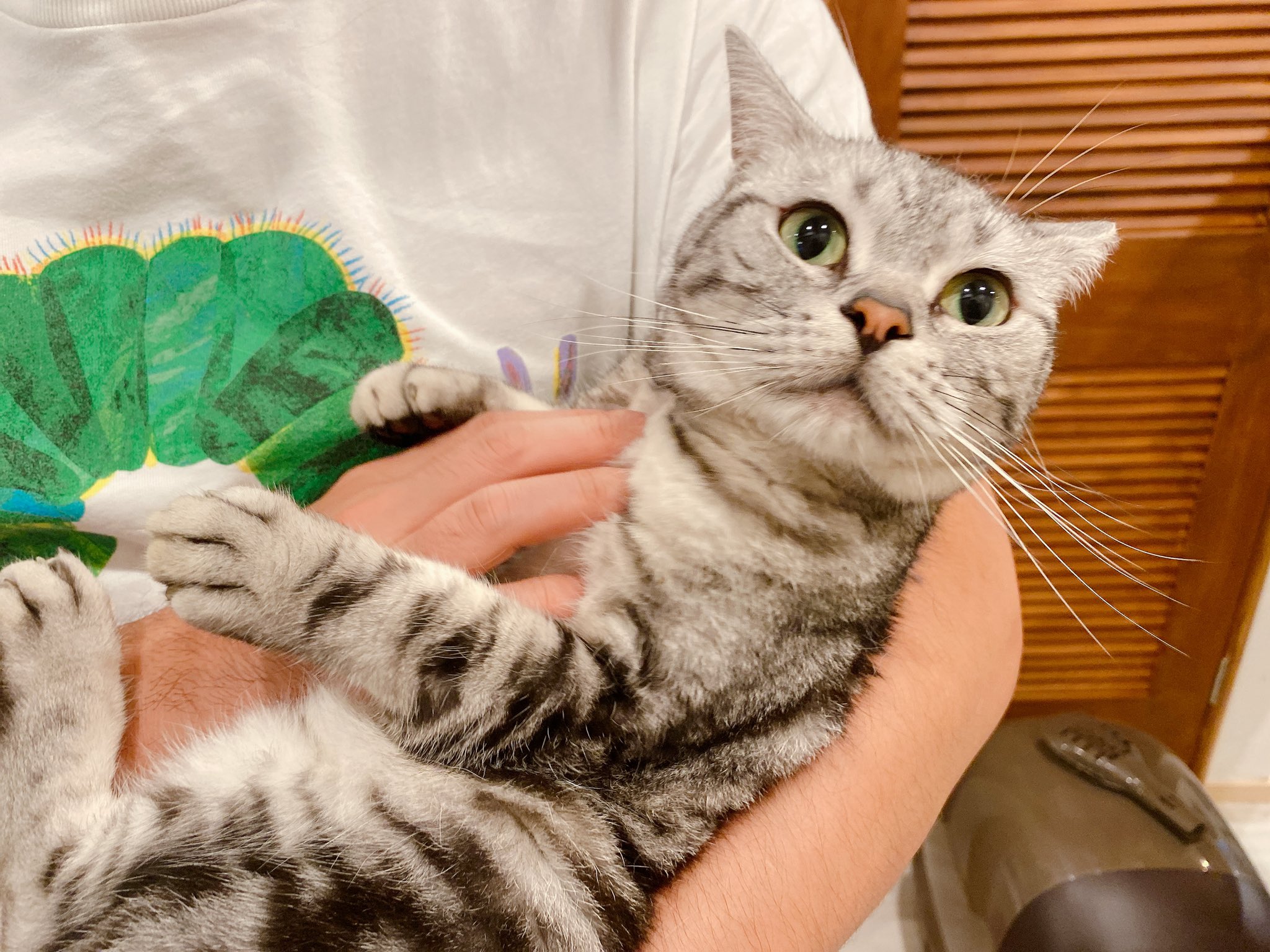 オンライン限定商品 ねこ 黒猫 A1 ポスター 抱っこ Republic Fox By 抱っこ紐 ポスター 紙のタイプ 光沢あり 黒背景 qhema Com