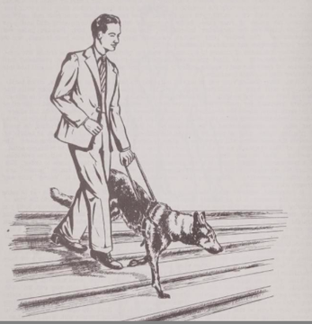 11/nWWII increased interest in guide dogs. This "Handbook for the Newly Blinded" explored the pros & cons of a trained  #GuideDog: while dogs could increase mobility, the book warned that some people disliked dogs and could be cruel to them.  #DisHist  #NationalDogDay