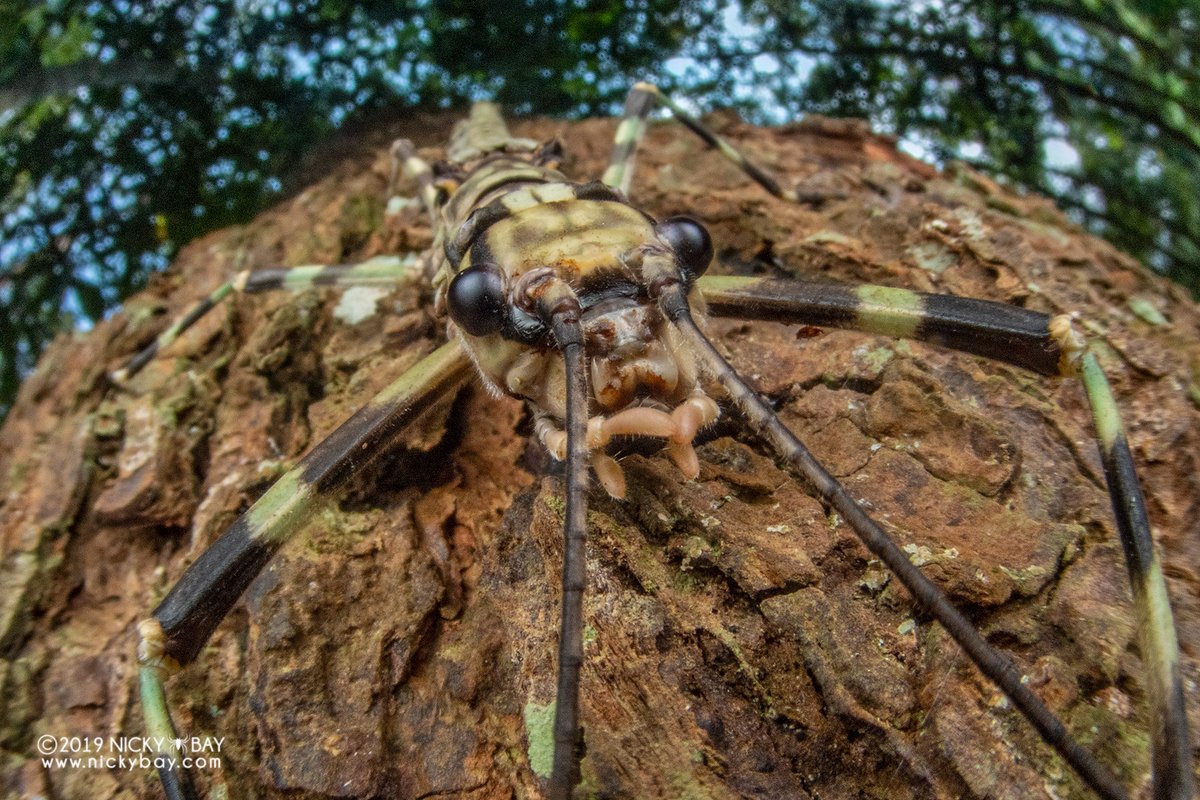 Nicky Bay on Twitter: 