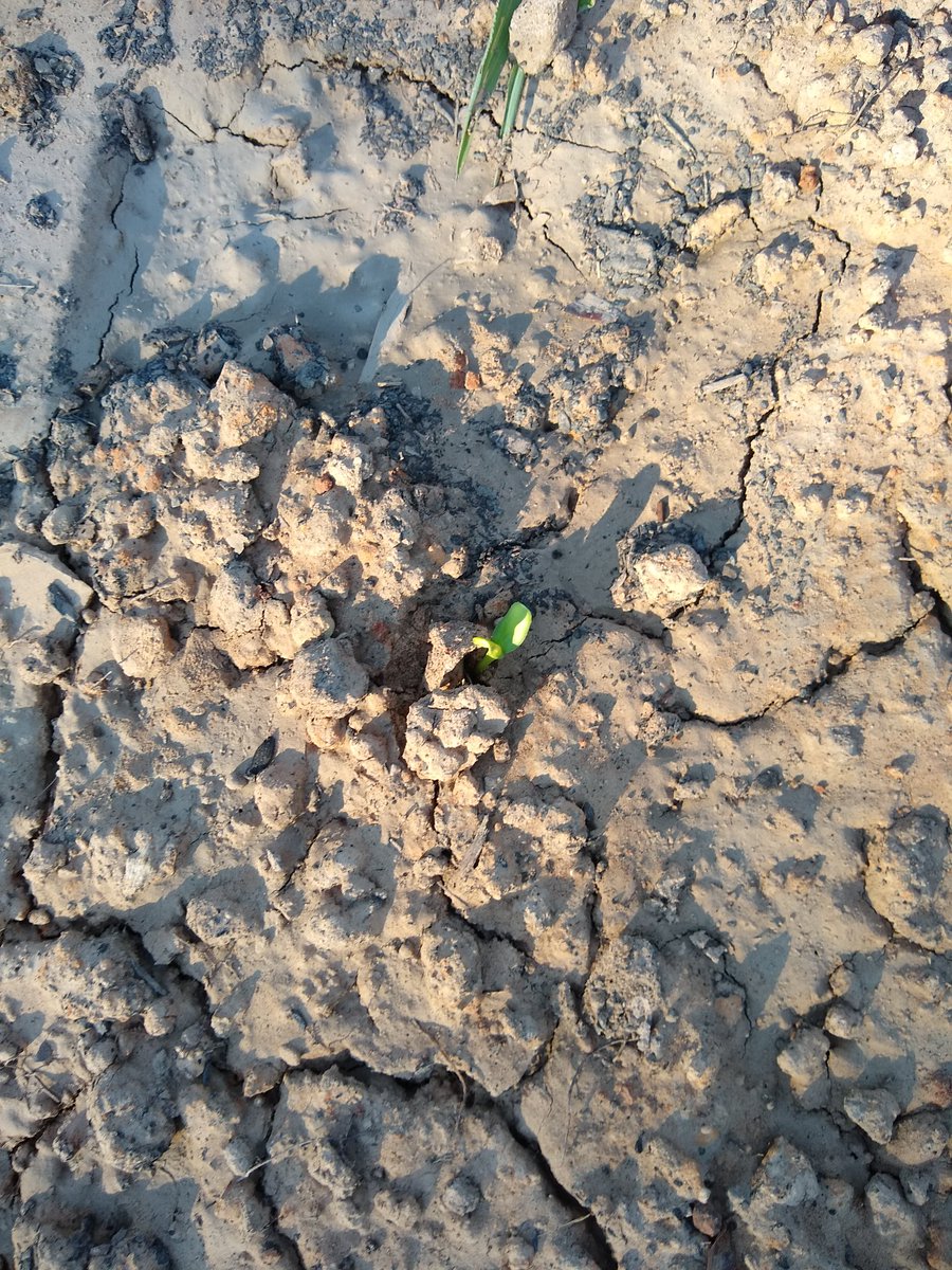 More sprouting is happening.