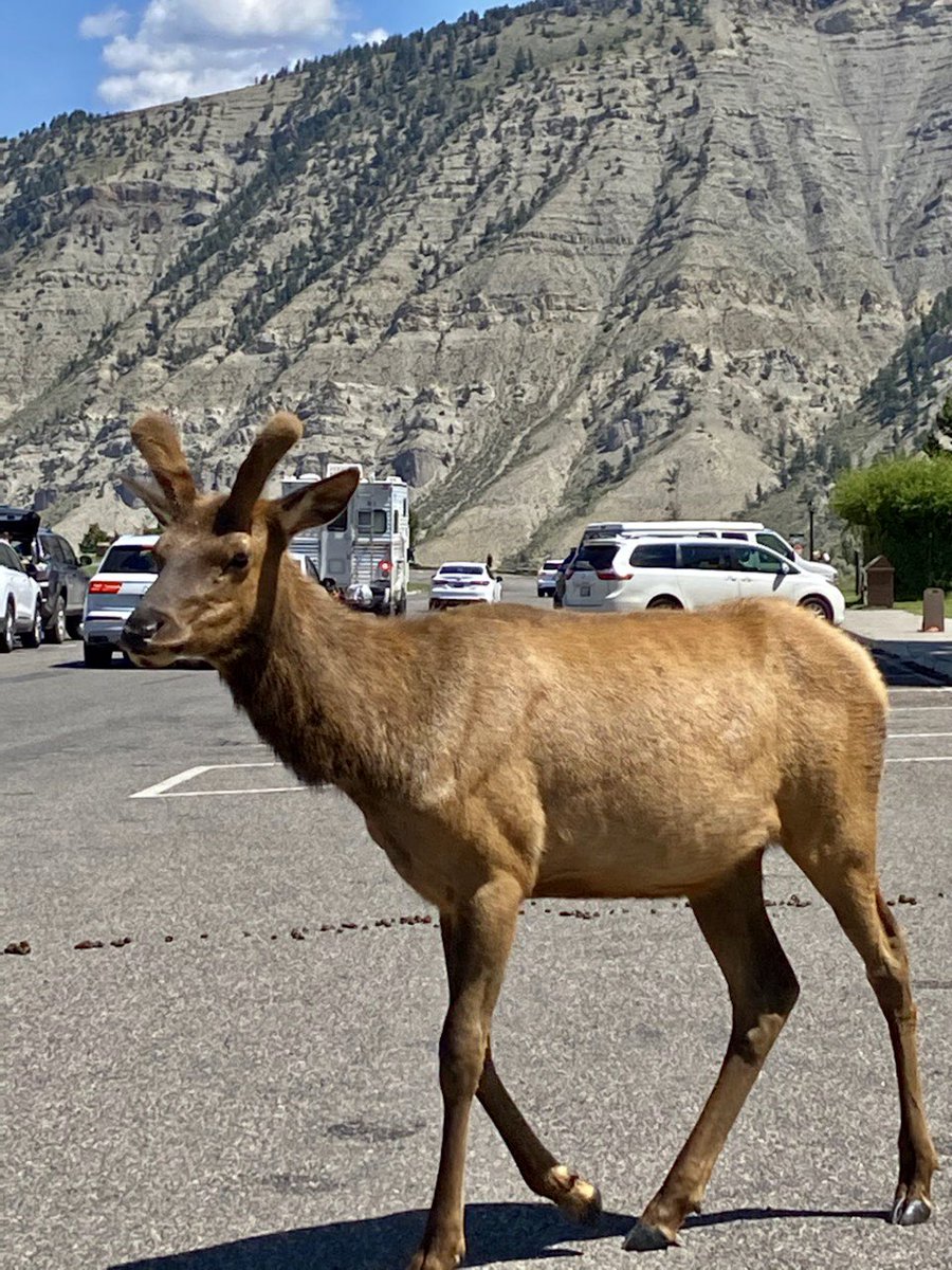 nutgraham's tweet photo. I loved ❤️❤️ my visit to #Yellowstone  and it is priceless to me now.  After 80 days now, I am back home in #dukeville BUT.....counting the days until I can return to #Wyoming, #Colorado and #Yellowstone.  #livingthedreamrv https://t.co/qhZsa2yMiU