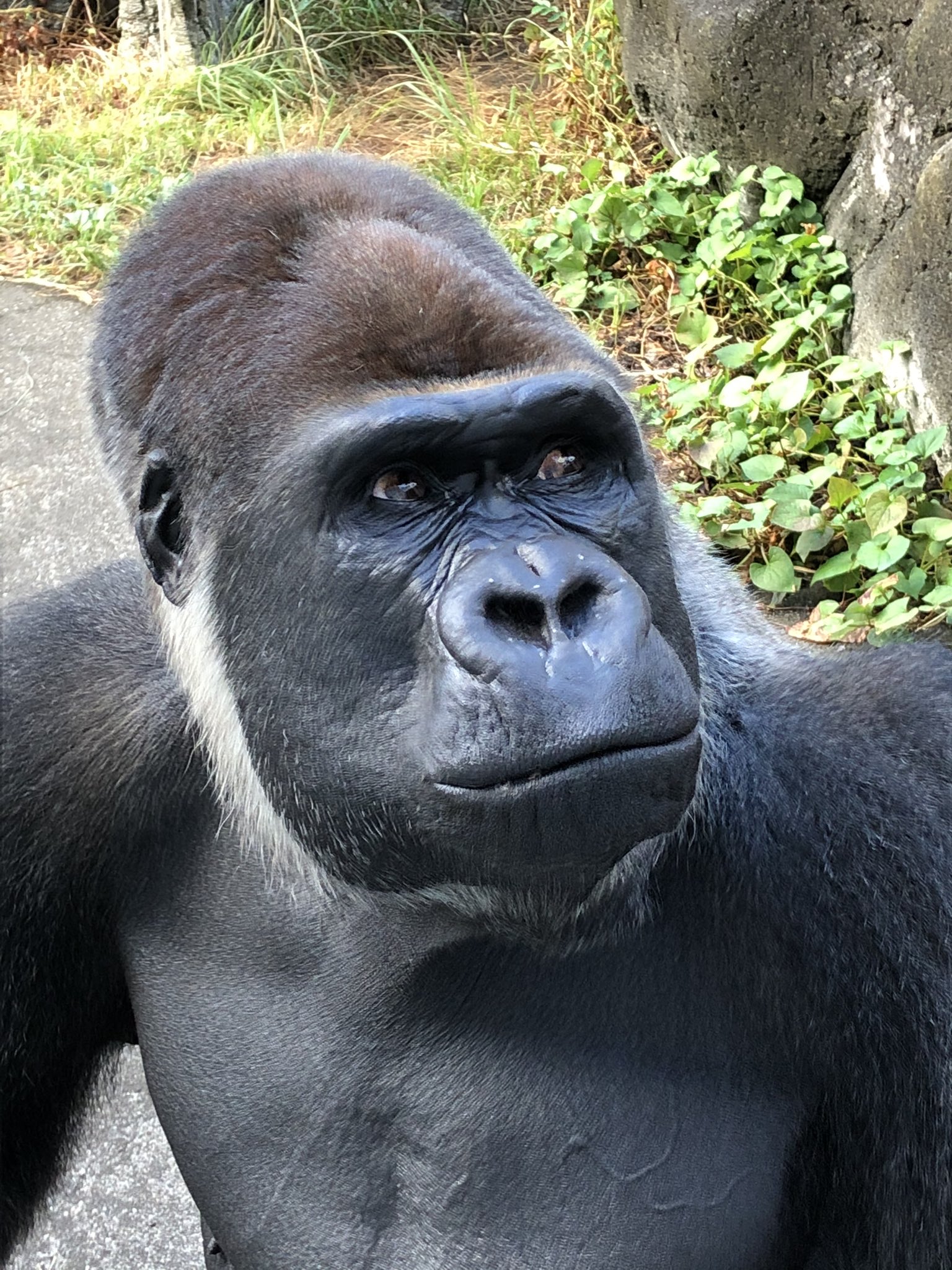 千葉市動物公園 公式 モンタだって充分イケメンゴリラだと私は確信しております 飼一 千葉市動物公園 ニシゴシラ T Co Vlovgonzgf Twitter