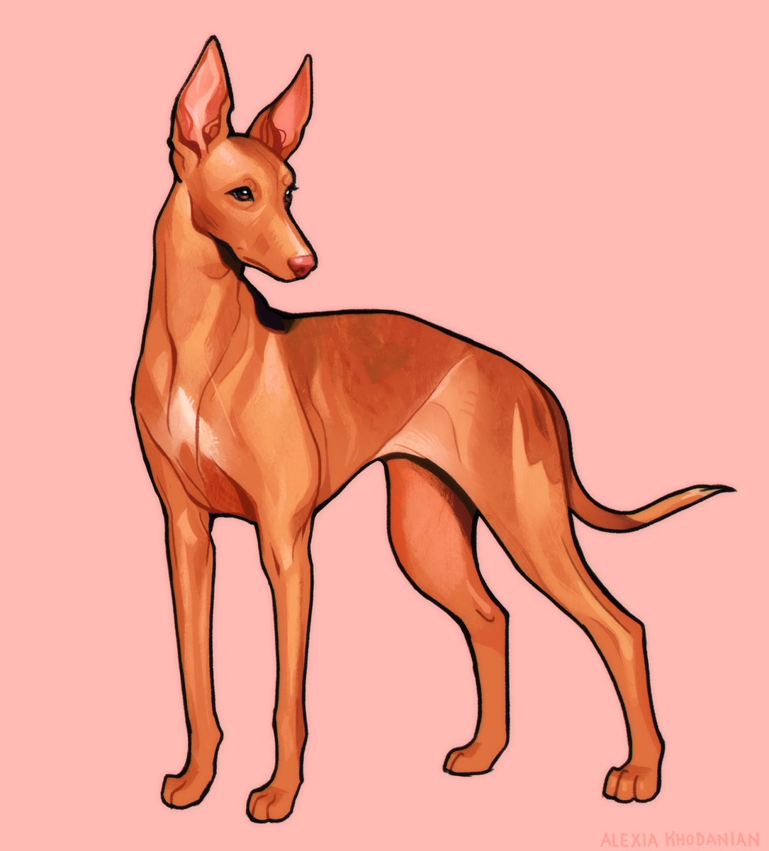  #doggust day 25: Pharaoh Hound! I was missing my signature black outlines so i tried mixing up the style a bit with this one :^)