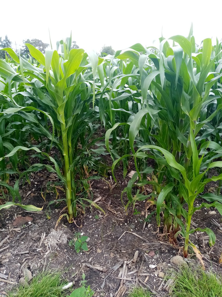 José Alfredo Estrada Alcala (JosAlfredoEstr7) Twitter