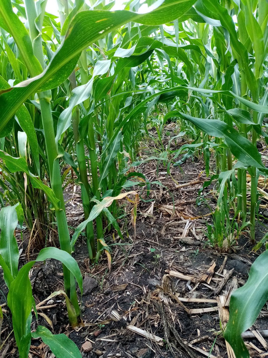 José Alfredo Estrada Alcala (JosAlfredoEstr7) Twitter