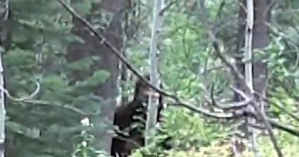 CryptidDaily's tweet image. 8/25: Please excuse the missed uploads, right here is another convincing sighting of a Sasquatch captured by a bow hunter.