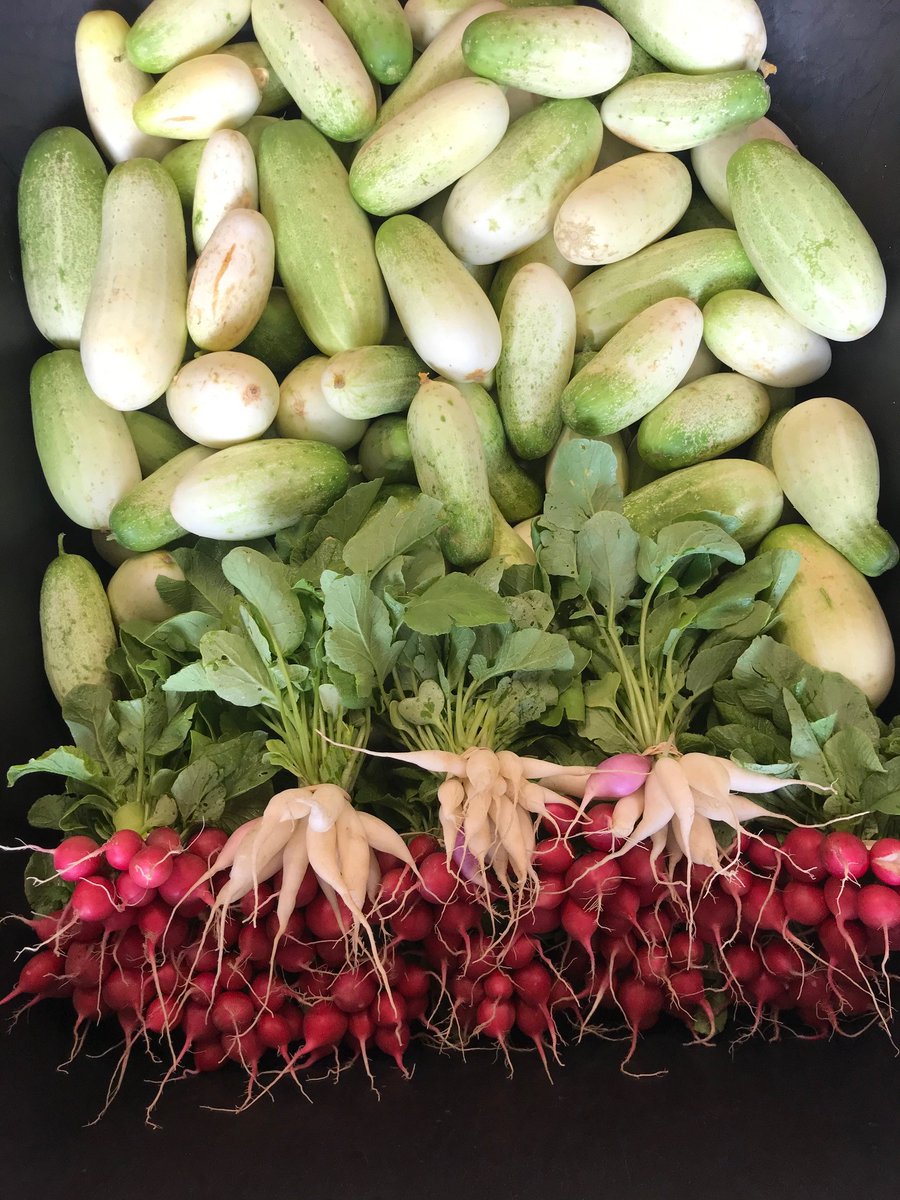 rhiba_farms's tweet photo. Red Cherry Radish are back, just in time for our weekly harvest! https://t.co/kChbmC85CH #OrderUp #Chefs #FarmFresh #Produce #NaturalFood #Food #Natural #RhibaFarms #CherryRadish #Radish #Red #RedRadish #Local #CaveCreek #Phoenix #Tempe #Scottsdale #FoodBox #FarmersMarket #WeGrow https://t.co/yuxfeGaGdg
