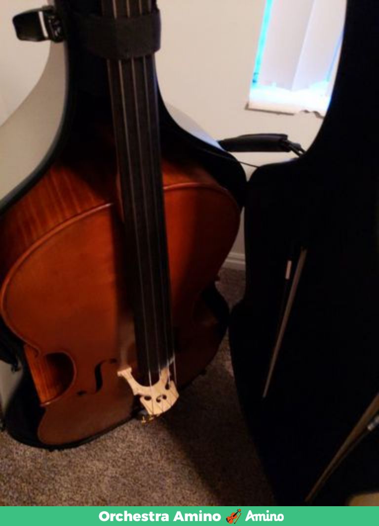 Let's go fellow twosetters!! :D Classical music in Latin America NEEDS more attention!! Let's go!!!
Here's a pic of my cello, Benjamin 'Café' Violincello. So pretty. #TwoSetInLatinAmericaOhWaitTheyDontEvenKnowWeExist