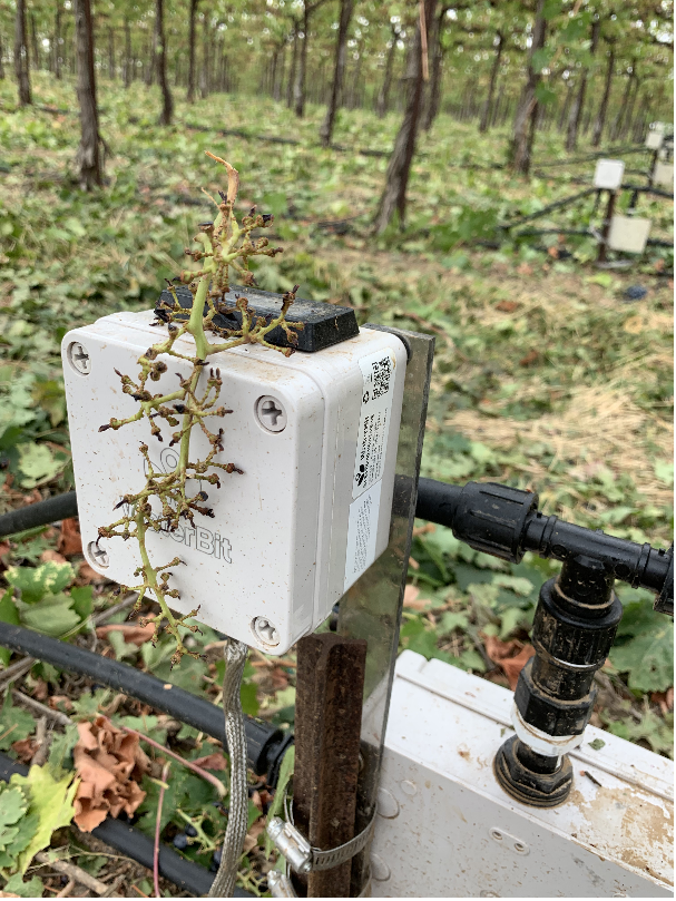 WaterBit’s automated irrigation solution has been deployed in vineyards by some of the industry’s leading wine producers. Growers gain advantages with crop quality, labor optimization, yield improvements, water usage and compliance, and the environment. buff.ly/2XWUsKO