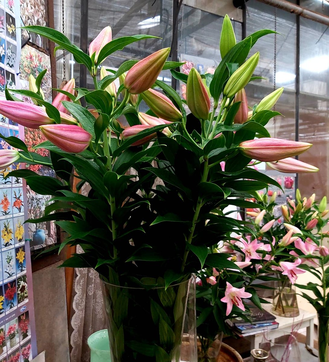 VOFBakkum's tweet photo. Deze Lelie Oriental PICENO op de vaas 105 cm knopsortering 3-en op, wij veilen dit op #FloraHolland ! https://t.co/tdo2b4EVOI