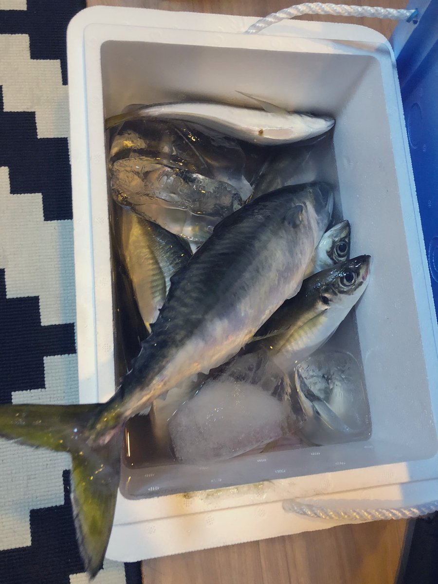 昨日は海に釣りに行ってきました。
ただ、足が長すぎて水深15mでも余裕で足ついちゃってボートいらず。手掴みで魚をホイホイと船に投げ込みまぁ大量。その様子を見た近隣の漁船の人々が「う、海坊主や…」と恐れ慄いたそうな。魚を狙うやつは俺が許さん。気をつけなはれよ！！