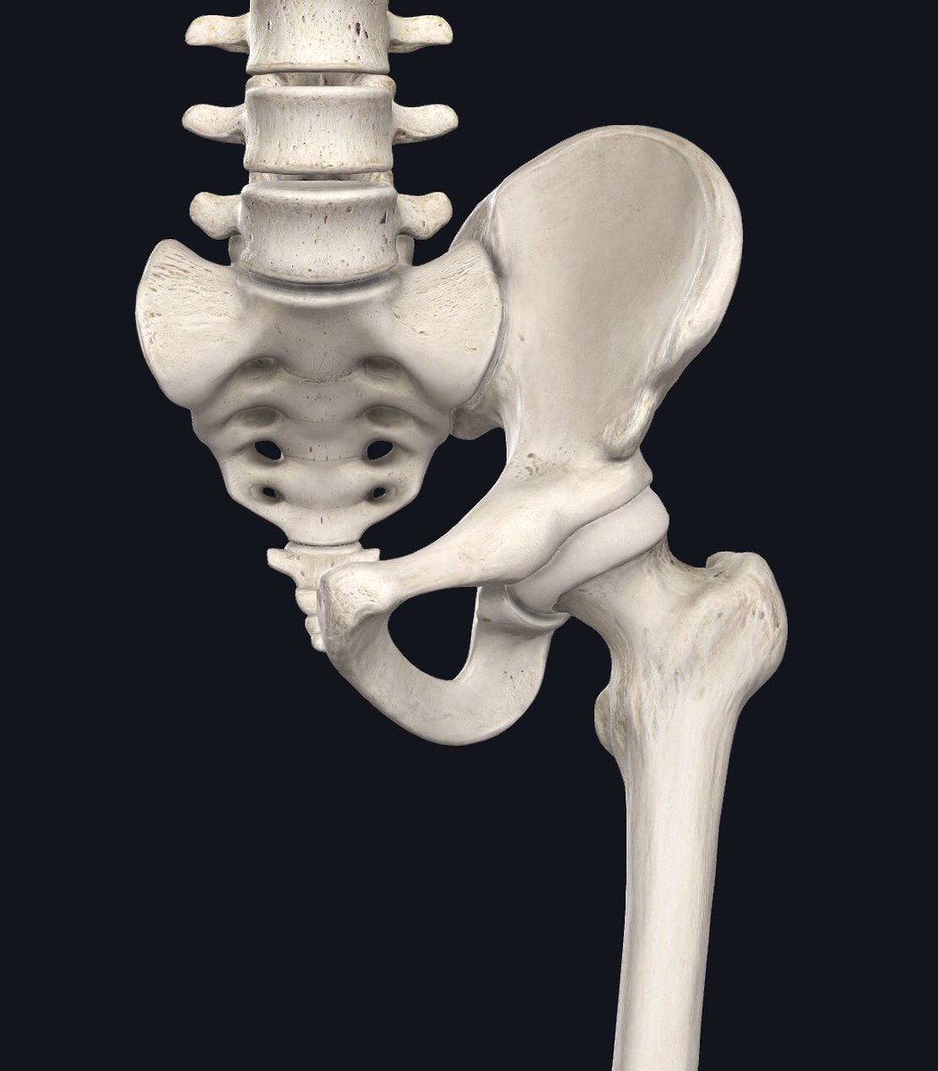  #Stuttgart last week reported Clinton Mola was out w/ a hip stress reaction & sidelined several weeks.Most common is to femoral neck but can involve shaft or pubic boneInjuries in this area are concerning.Why? We take a closer look...(1/4).  #Bundesliga  #VfB