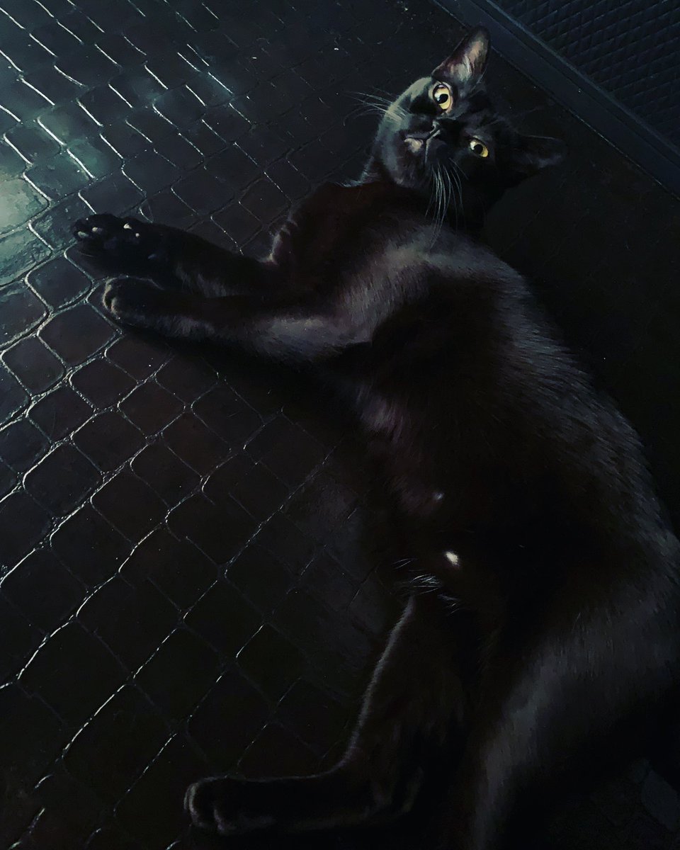 LION_BOMBAY's tweet photo. 真っ黒黒

#黒猫 #ボンベイ猫 #猫好きさんと繋がりたい https://t.co/vJqKHwdeBY