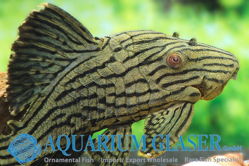aquariumglaser's tweet photo. #Panaque cf. #titan #Shampupa #L418
find more details and pics @ https://t.co/kgExUnuDLM https://t.co/xwWBuIDyGF