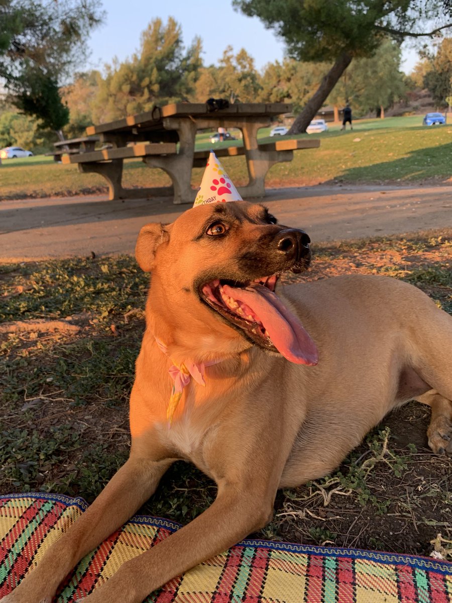 isabel196's tweet photo. pls enjoy these wholesome pics from nala’s 5th birthday this month :,) my lil good girl growing up https://t.co/w0hAFDSFyl