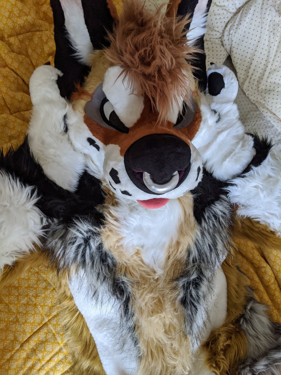 deserteeth's tweet photo. bed head 🐶 https://t.co/5S9wv6tgeg