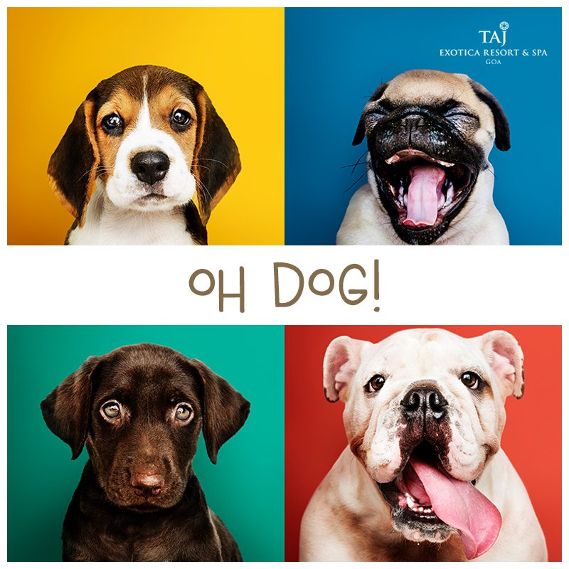 Tajexoticagoa's tweet photo. The best ears of our life - are together.
Happy World Dog Day.
Holiday plans with your dear pet?
Make a reservation, call us at +91 83 2668 3333 or visit - https://t.co/jBIy1vV4Vd
#WorldDogDay #DogsOfInstagram #Petcation #PetsOfInstagram #PetFriendly #TajExoticaGoa #GoaDiaries https://t.co/efpwF4Ga1I
