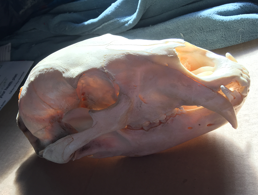 (3)I have to work with what I got, and recently I received a blackbear skull from a friend. This thing spent a solid week in a diluted peroxide bath to clean it up a bit, but she's ready to contribute to THE CAUSE.