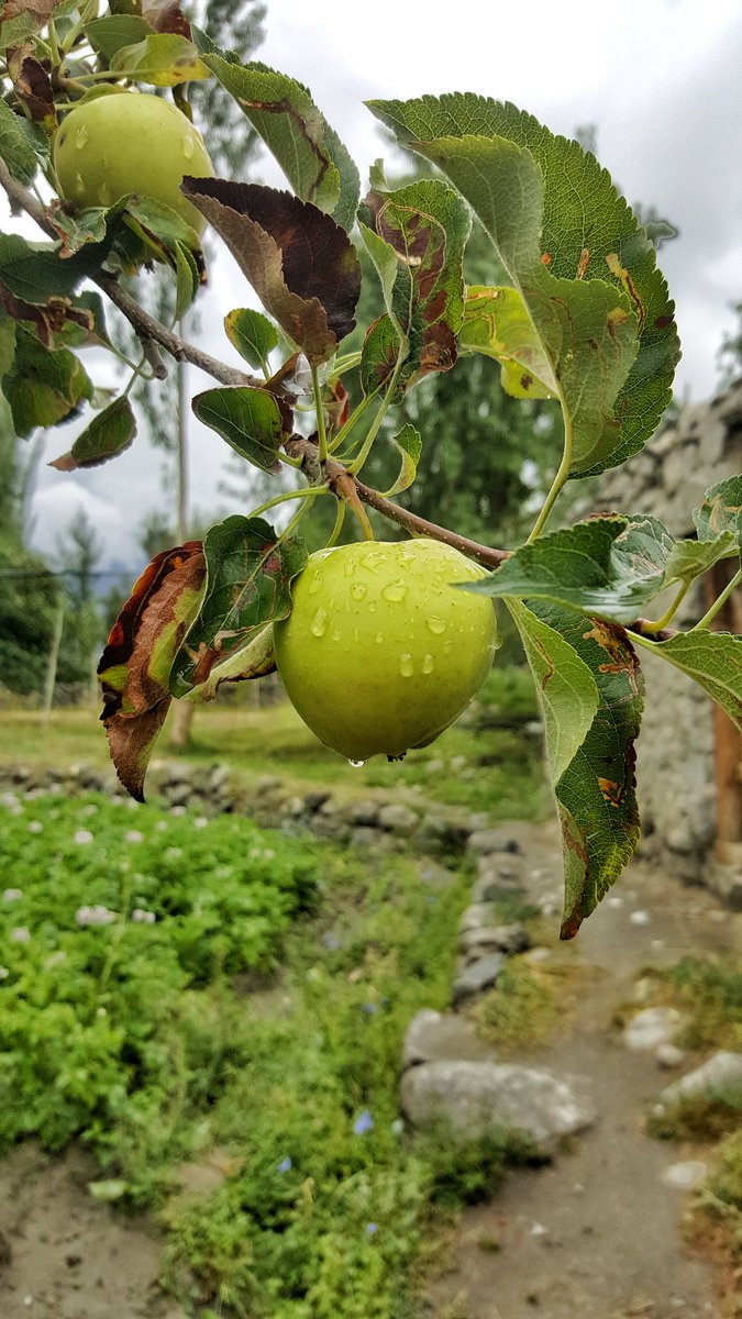 Kasmalo9's tweet photo. Rain is blessings in some places like we have in Gulmit Gojal Hunza. 

#Hunzarains versus #KarachiRain https://t.co/kHHtpVo8ih