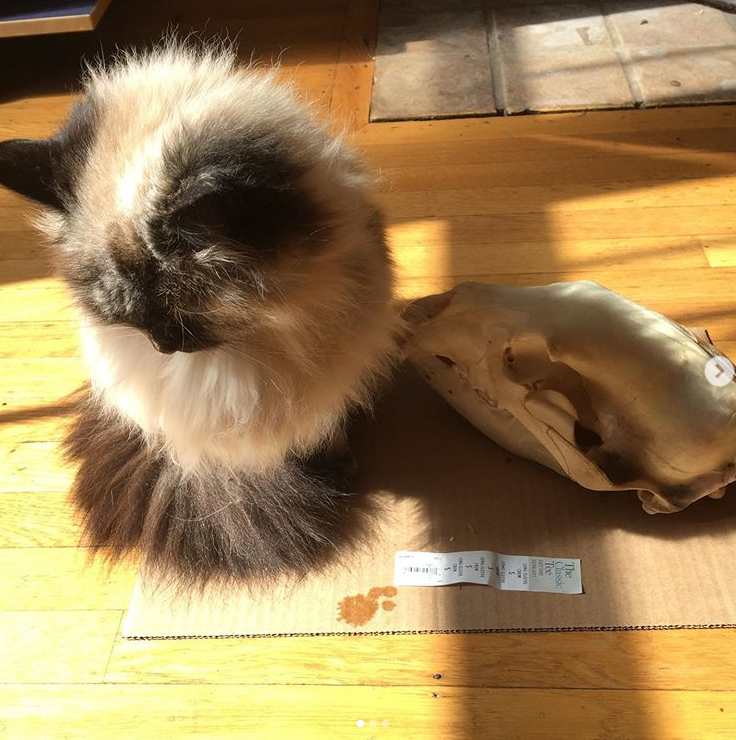 (4) "why not just grab an image off google" you ask? Well, I am a bit of a snob and an idiot and this is just for myself, so I chase that elusive, amazing, sunlight-through-bone and interesting-angle combination. Anyway here is a cat helping out.