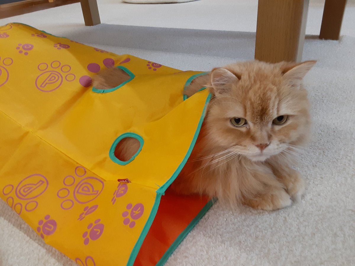 青島の猫は美形猫が多いです ツイレポ 青島の猫は美形猫が多いです ツイレポ