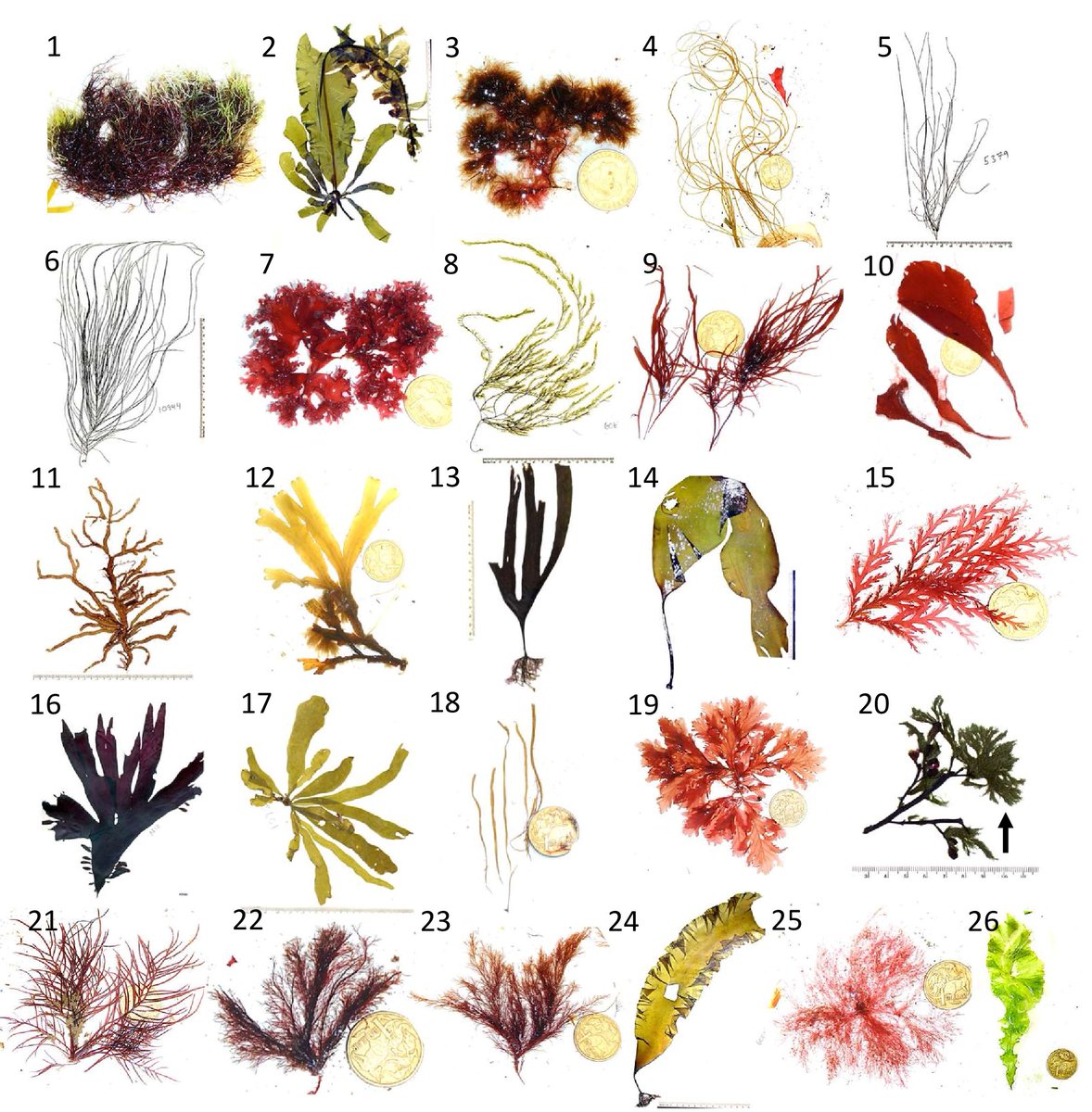 Trevor Bringloe tweet media