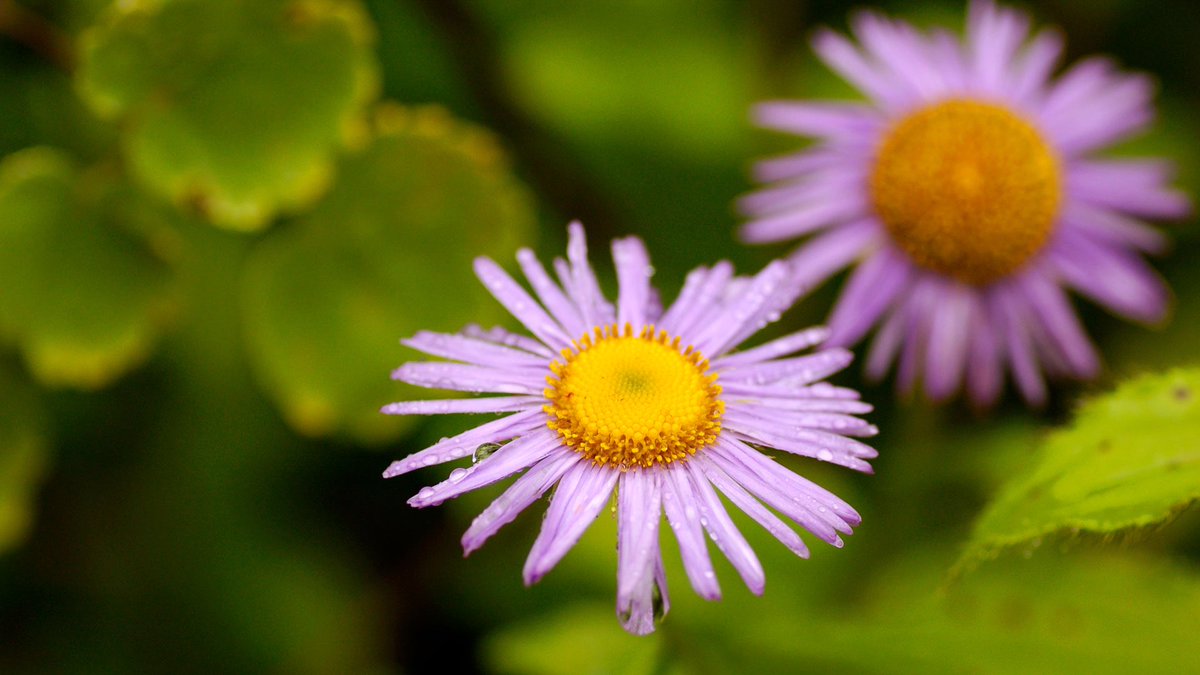 Wallpaper 10: since we are talking about Valley of Flowers, here’s today’s phone wallpaper (L) of Pushpawati river in VoF and the Himalayan Fleabane, a wildflower for the desktop version (R) #WallpaperWednesday  https://twitter.com/aliceonaroll/status/1297898389686763520?s=21