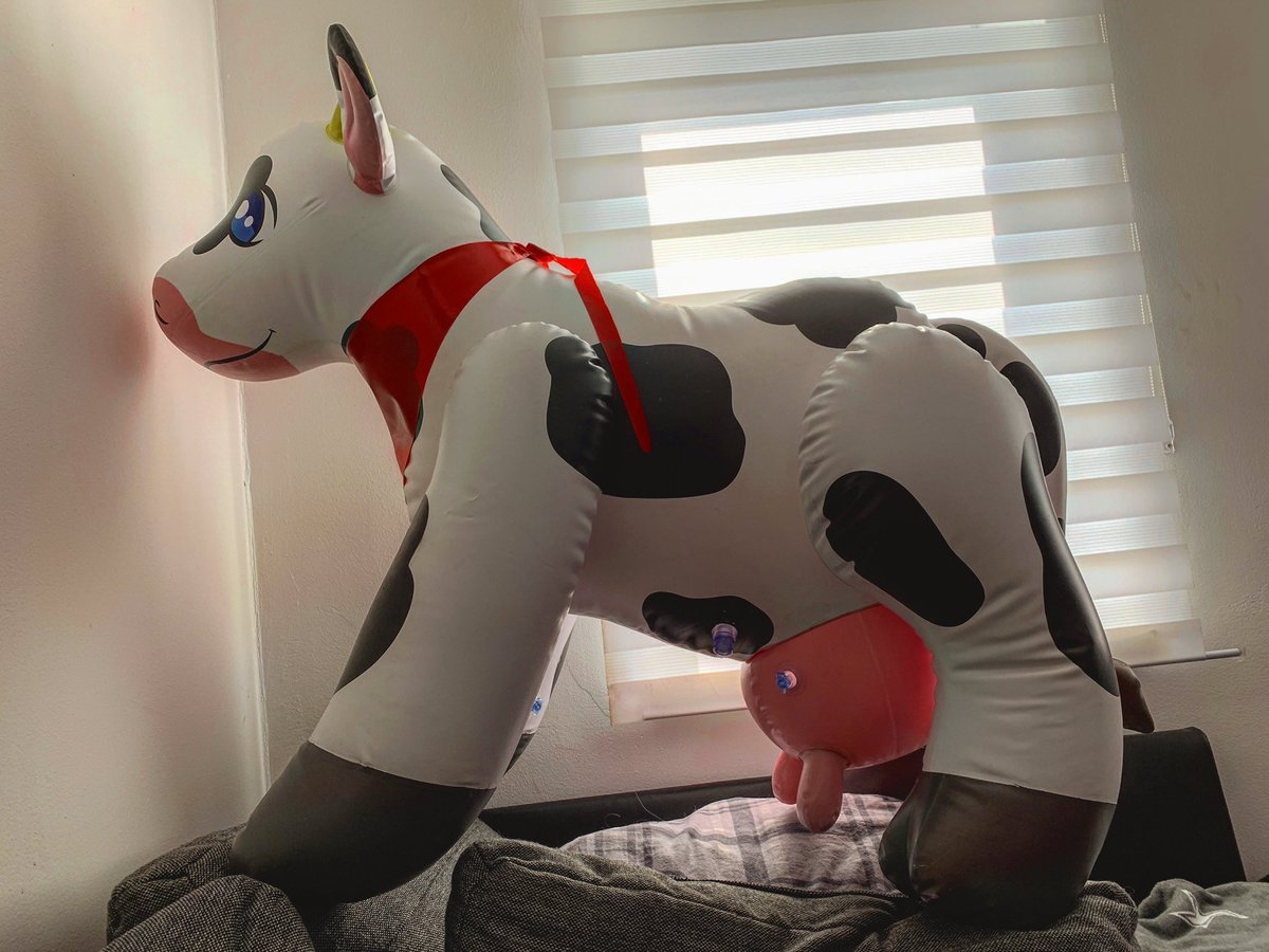 There’s a cow on our couch :o #inflatable #cow #squeaky #aufblasbar #pooltoy <a href="/PuffyPawsToys/">PuffyPaws</a>