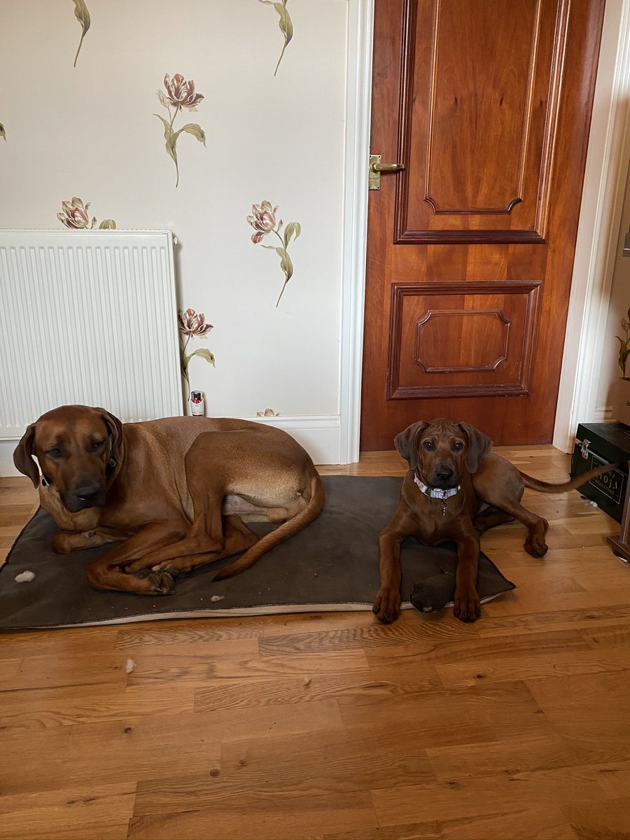 _HelenJones_'s tweet photo. My two hounds keeping me company all day every day! Very grateful to have pets 🐕 🐕 💙💕 #bringyourpetstowork @Community_IM @PIandMedNeg https://t.co/wVx34dv2GG