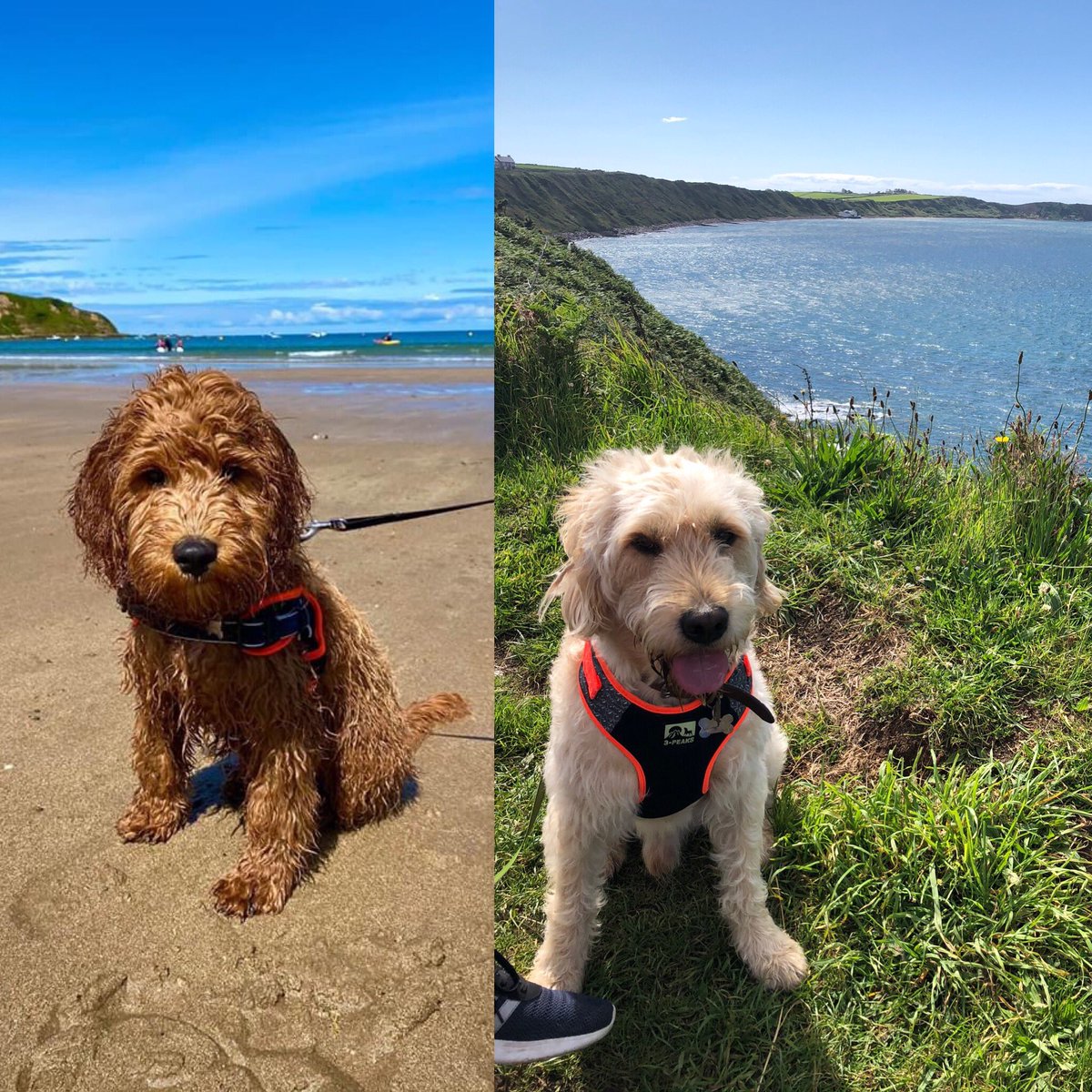 Murphy198597's tweet photo. It’s International dog 🐕 🐶 day here I am with my younger brother Paddy👍😍#internationaldogday https://t.co/b2gKtMWNIN