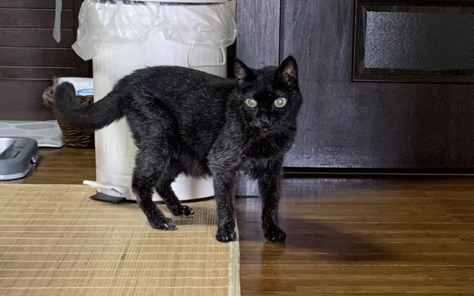 23歳の黒猫さんがかわいい 白髪がまじった毛並みのクロさんの姿に 尊い ステキなお手々 の声 ねとらぼ