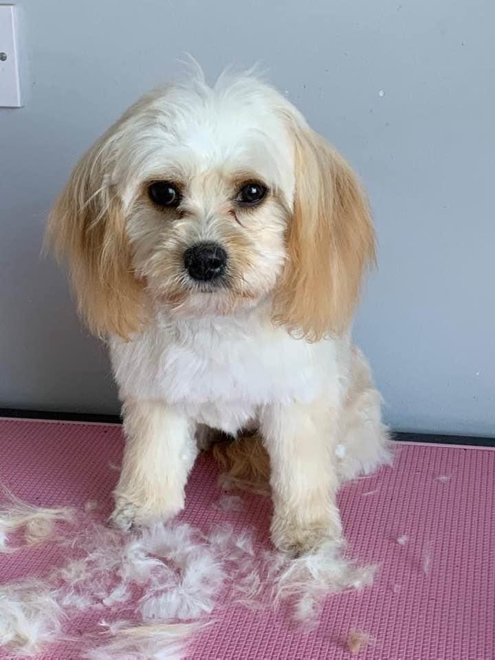 HMPBuckleyHall's tweet photo. It’s #InternationalDogDay. We are working hard to provide therapy dogs   In the establishment. Just stroking a dog can relieve stress and take you out of your situation. Here are some pictures of our dogs. We’re planning  to go live soon. #PetsAsTherapy #gmmh https://t.co/nKCIDPlT6e