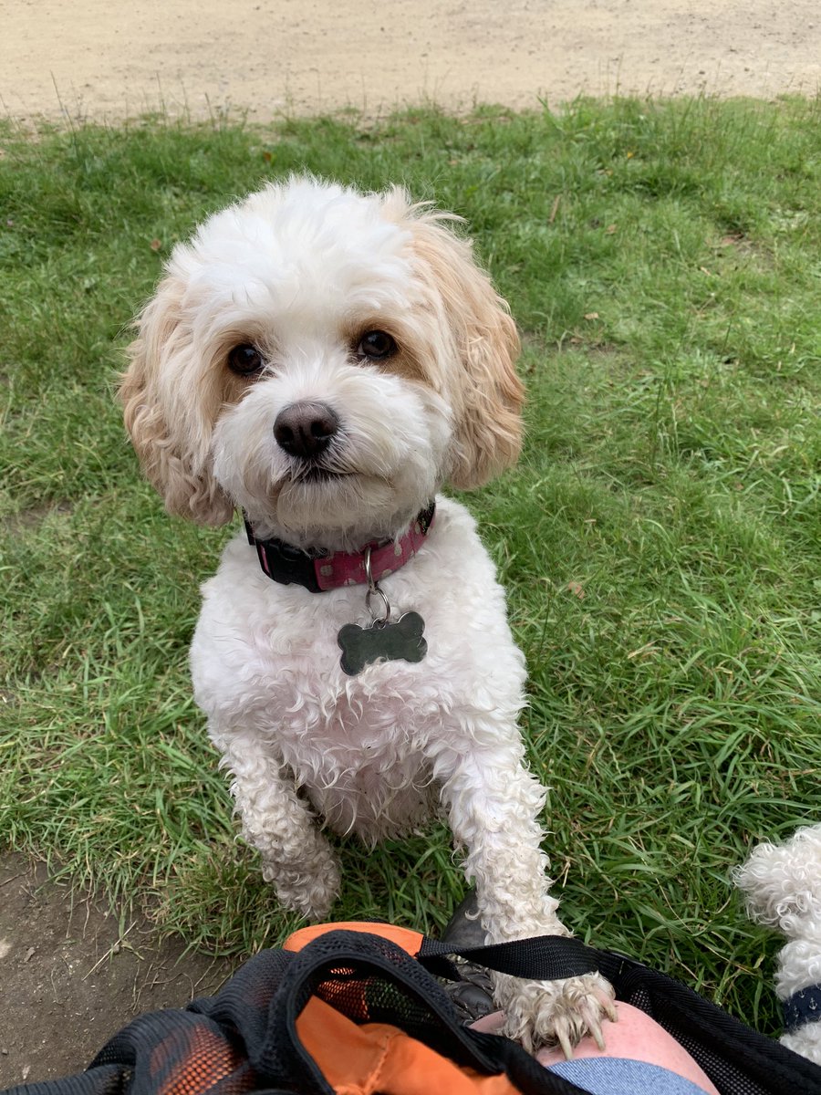 HMPBuckleyHall's tweet photo. It’s #InternationalDogDay. We are working hard to provide therapy dogs   In the establishment. Just stroking a dog can relieve stress and take you out of your situation. Here are some pictures of our dogs. We’re planning  to go live soon. #PetsAsTherapy #gmmh https://t.co/nKCIDPlT6e