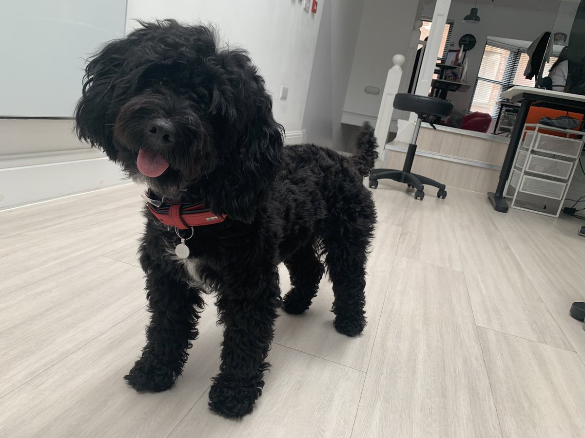 BarcadiaMedia's tweet photo. It wouldn’t be #NationalDogDay without a shoutout to our barketing assistant, Ripley! 

She’s had a busy week as a lap warmer (yes, it’s cold in the office) and barking orders at the team ❤️🐶 https://t.co/tnuNhJDL39