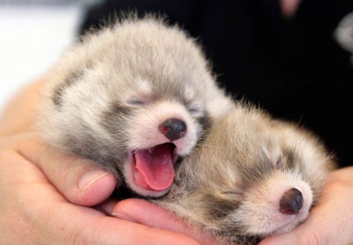 Here's some cute baby red pandas to put a smile on your face 😁🐾 Have a lovely, long bank holiday weekend!

#homeimprovement #homeimprovementideas #windowdressing #interiordesign #interiordesigner #interiordesigns #interiordesigninspiration #shutters #plantationshutters