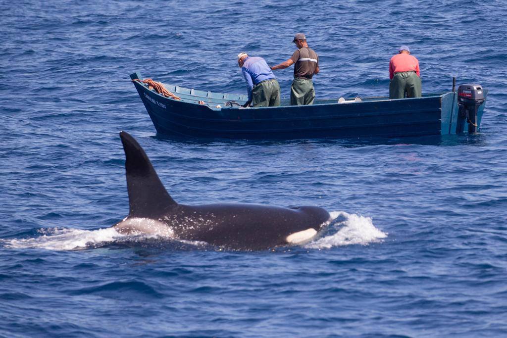 Después de haber disfrutado de las #orcas durante tres días y tras dos días sin navegar, hoy volvemos a salir al Estrecho deseosos de encontrarnos de nuevo con el macho Pingu y su familia, ¡y con todas las especies de cetáceos posibles! 😉