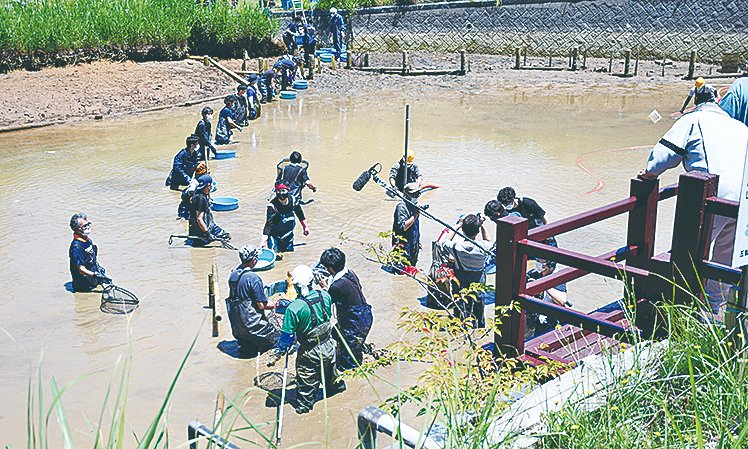住民協力し生物捕獲　鏡ケ池で人気番組ロケ　テレビ東京「池の水ぜんぶ抜く大作戦」 digital.j-times.jp/Contents/20200…  #上越タイムス #電子版 #上越