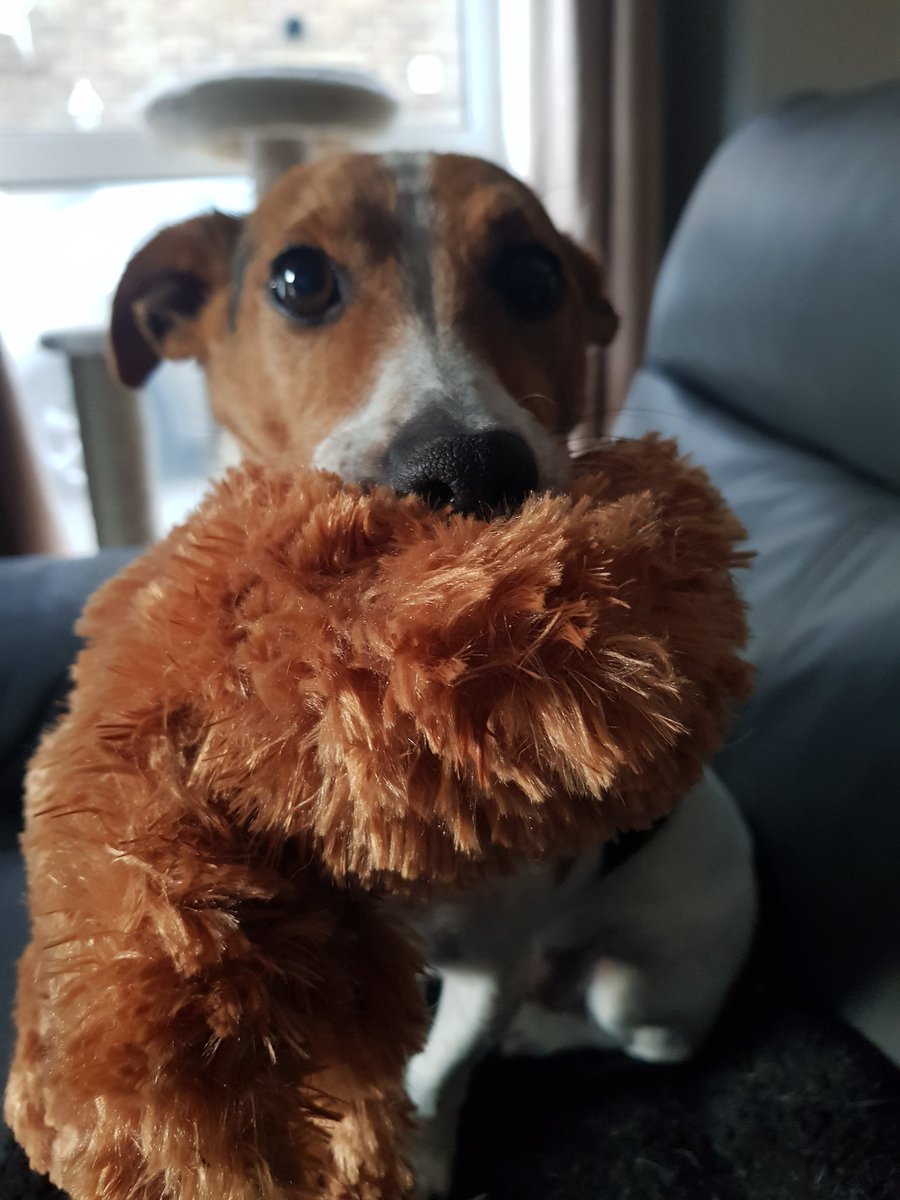 AngleyDigitalM's tweet image. A dog and his teddy bear!! 💕
#NationalDogDay #WednesdayMotivation #dogsoftwitter