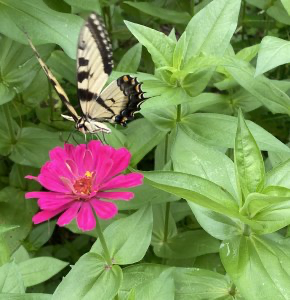MixedUpFiles's tweet photo. Today, @JoHackl writes about using nature to get the school year off to a great start! PLUS a list of MG books in natural settings, including A WOLF CALLED WANDER by #MixedUpFiles member @RosanneParry. #MGlit #Nature #BackToSchool2020 https://t.co/aDxJ8CzEn5 https://t.co/YaRg83beFJ