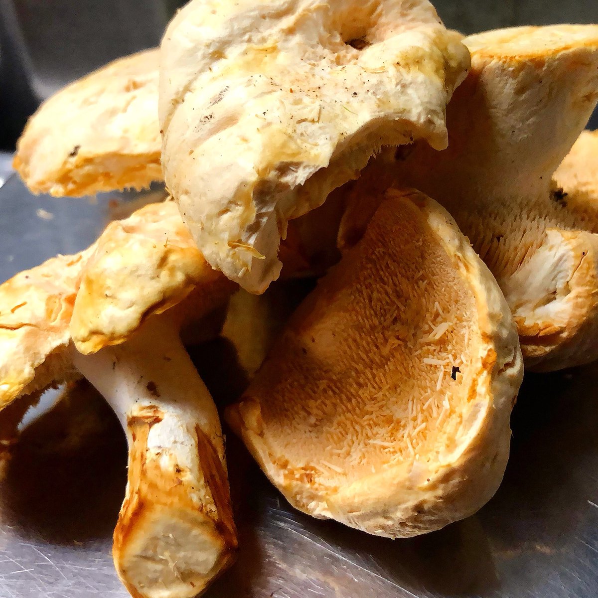 Pied du mouton, and chanterelles available at the shop today!