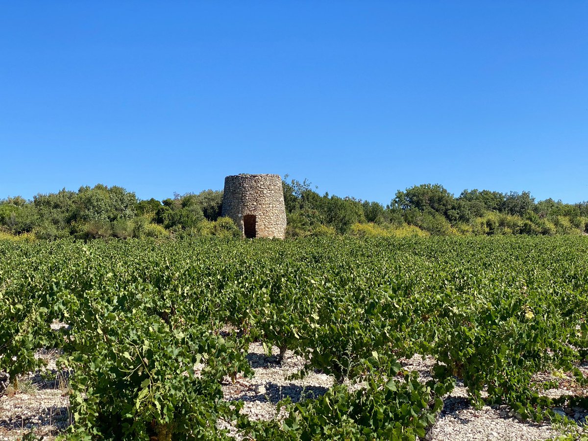 PhilippeHuppe's tweet photo. 🍷 dégustation des excellents #muscats de #SaintJeandeMinervois 
En ces temps de vendanges, c’est un régal que de goûter à ce vin à la fois ensoleillé et frais en bouche qui reflète son terroir 
@ClosBagatelle @PaysanduMidi @AOCMinervois @elusduvin @AgirEnsemble_AN @AOCLanguedoc https://t.co/YNnVgbpw7h