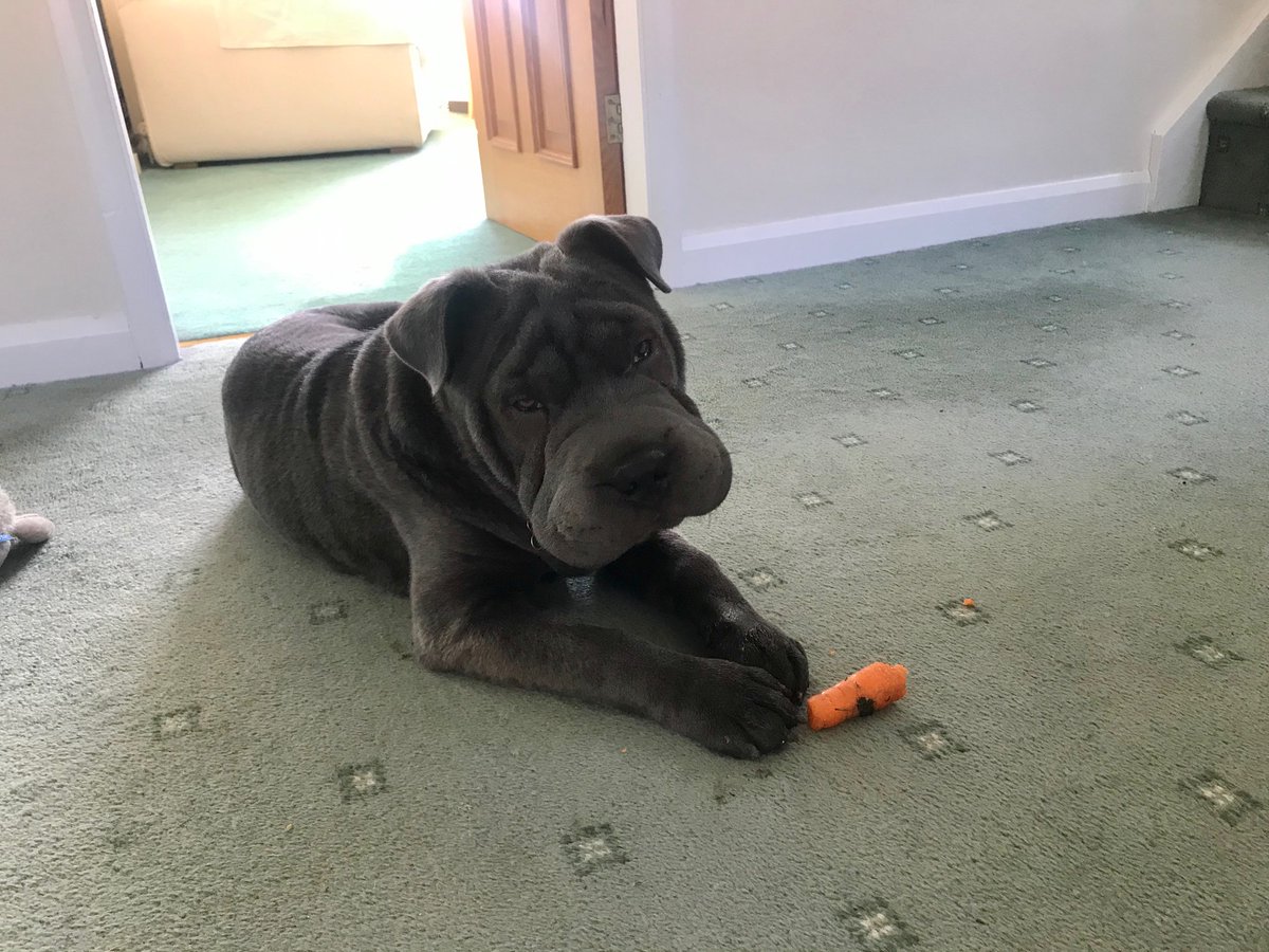 britishlibrary's tweet image. Meet doggie double-act Freddie and Ralph!

Freddie is a baby Bull-Pei (British bulldog and Shar Pei cross). Ralph the Pug is 5 years old, but acts like a pup. 

They're both partial to a bit of mystery, and recommend The Hound of the Baskervilles 🐶📚

#LibraryDogs