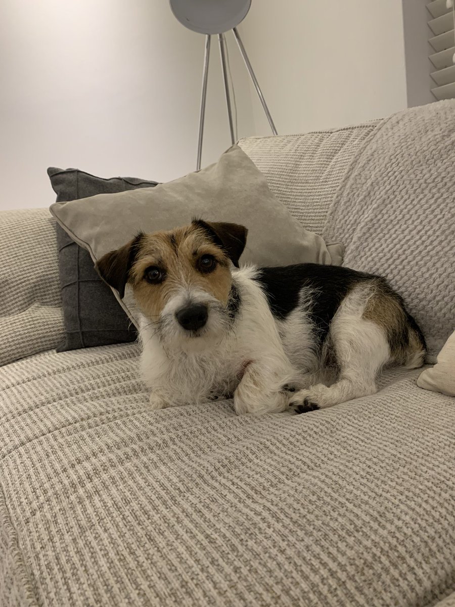 jooliepoolie's tweet photo. #NationalDogDay Pickles 🥰 https://t.co/jxQxgHW3Cl