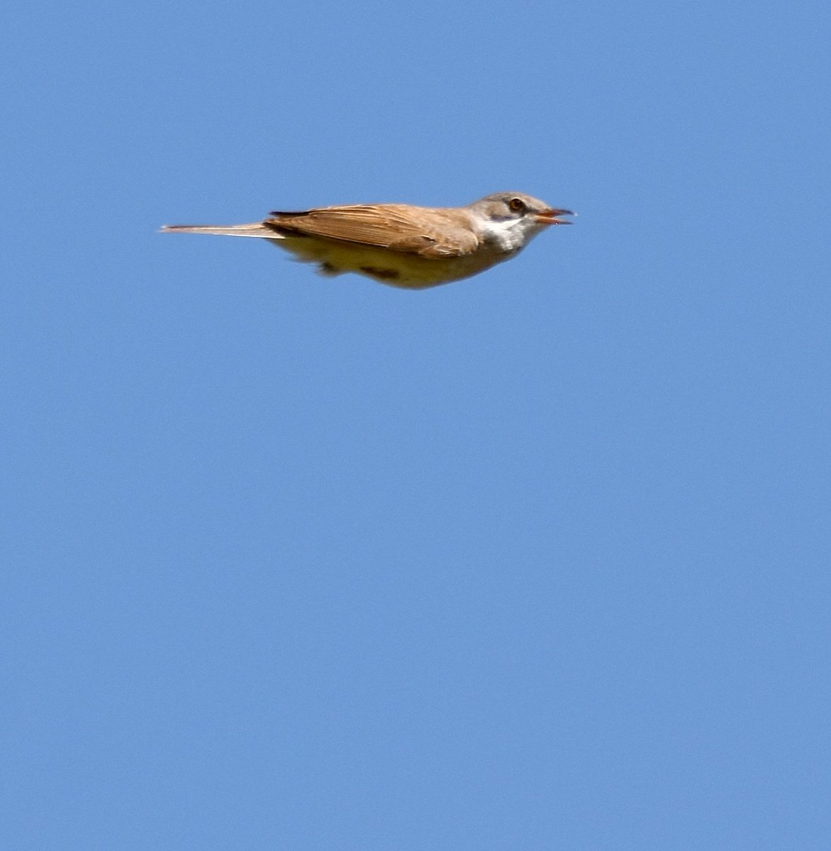 What a surprise.... a new bird thrown my way! I think this Whitethroat said 'hi' as he thankfully sailed harmlessly by...