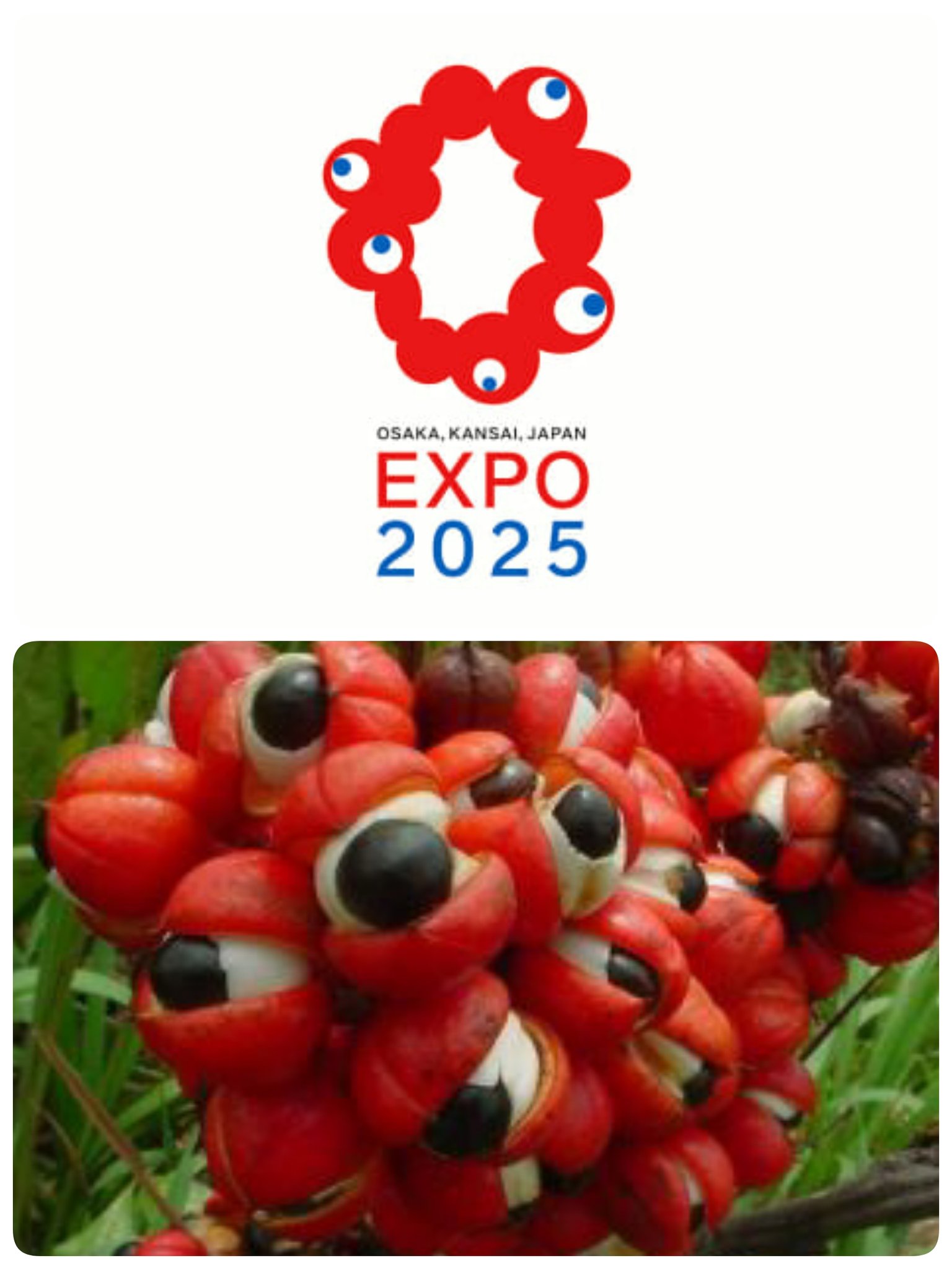 まめちゃん 怖くて仕方がない 大阪万博ロゴ ガラナの実 T Co Nuhc9rovz2 Twitter